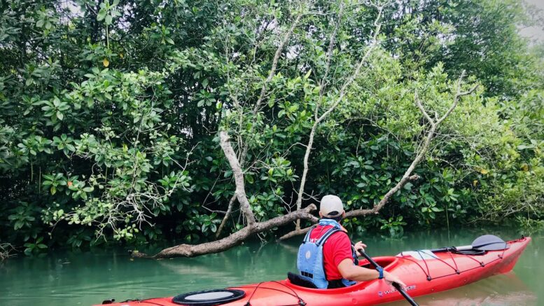 Kayak dans la mangrove du Grand Cul-de-Sac marin, en Guadeloupe